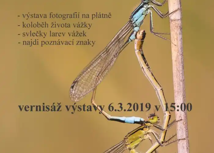 výstava